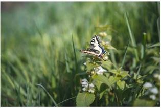 Immagine prodotto Samyang AF 45mm F1.8 FE (Sony E, APS-C / DX, Full-frame)