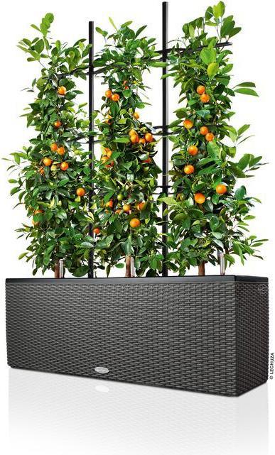 Produktbild Lechuza Trio Cottage (42 cm)