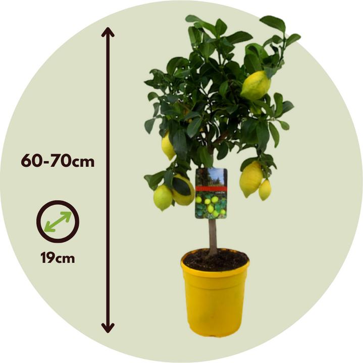 Produktbild Plant in a Box Citrus Limon - Zitrone (70 cm)