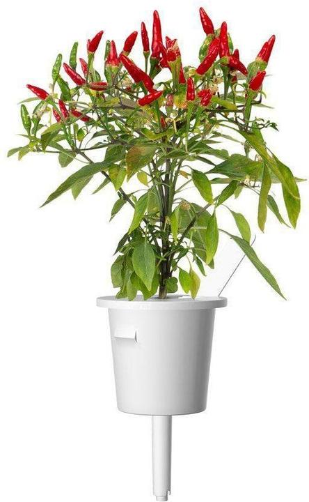 Produktbild Click and Grow Piri Piri Chili (Gemüsesamen)