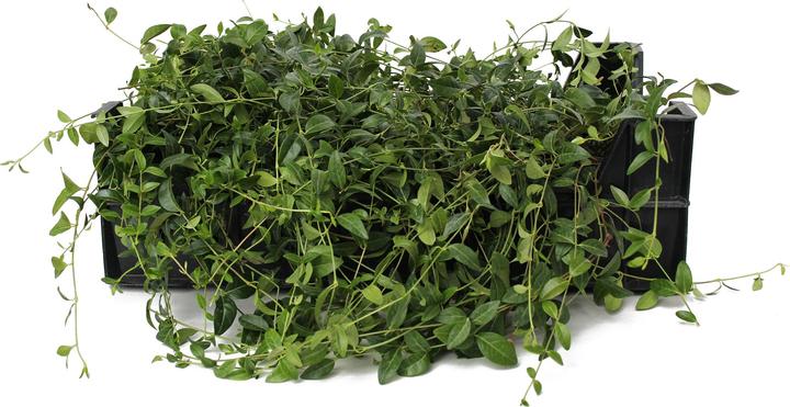 Produktbild Zulauf Vinca minor weiss / Kleines Immergrün (10 cm)