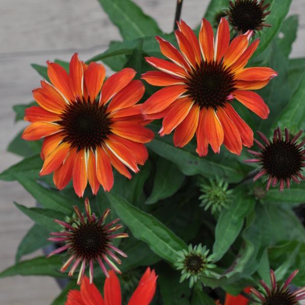 Produktbild Säntispracht Die altbekannte Heilpflanze, der Schein-Sonnenhut - Echinacea purpurea (70 cm)