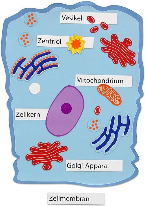 Produktbild Betzold Magnetische Tierzelle