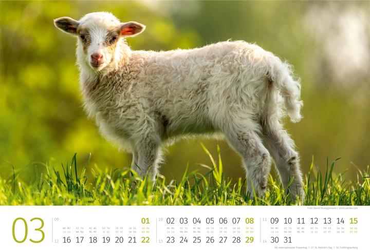 Actual product image Schafe Kalender 2026 (45 x 33 cm, Hardcover, German, French, Italian, English)