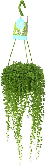 Image du produit Rutishauser Blumen Senecio rowleyanus
