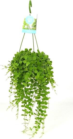 Produktbild Rutishauser Blumen Dischidia nummularia 14cm