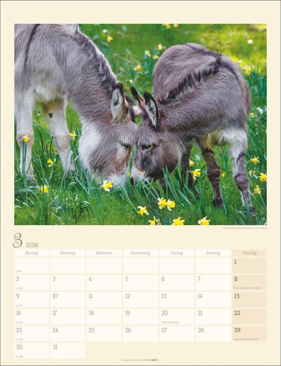 Produktbild Esel Kalender 2026 (30 x 39 cm, Deutsch)