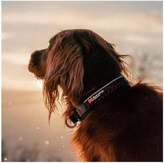 Image du produit Non-Stop Dogwear Rock Collar 3.0 (XXXL, Chien, Général)