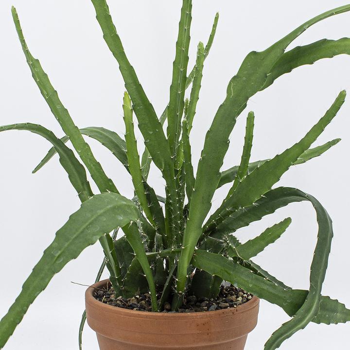 Produktbild Kakteen Gautschi Epiphyllum rote Blüte (50 cm)