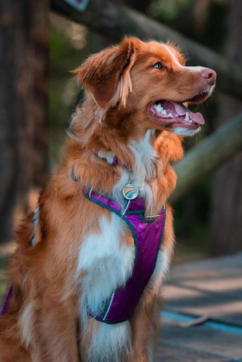 Produktbild Red Dingo Hundegeschirr Dingo 47-73 cm 56-80 cm Lila L (L, Hund, Hundesport)