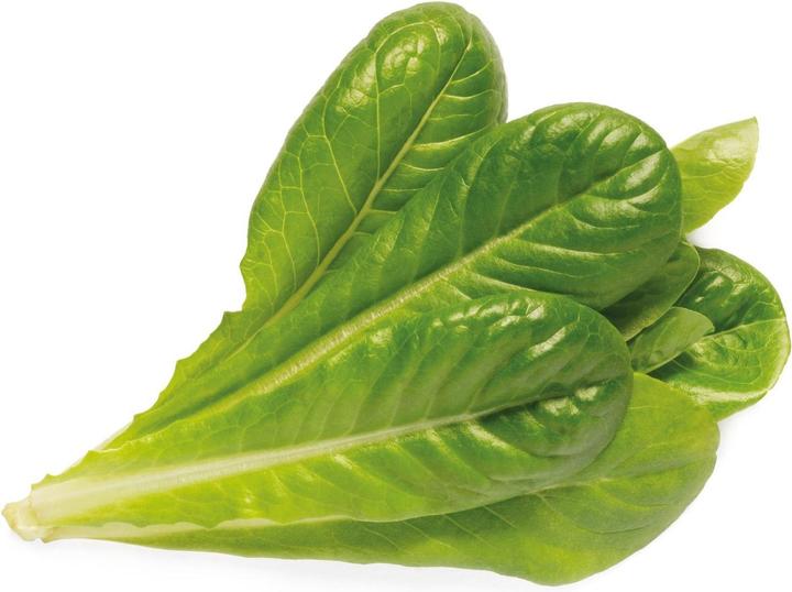 Actual product image Click and Grow Romain Lettuce (Seedlings)