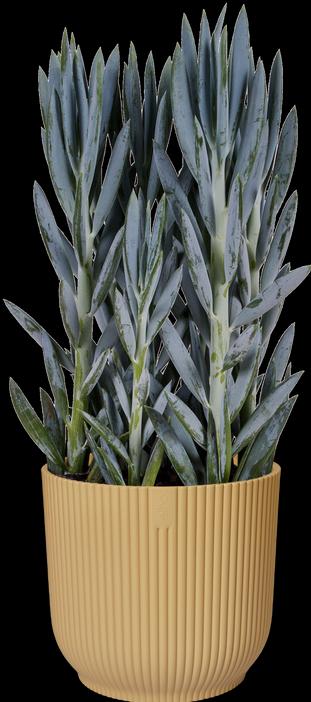 Immagine prodotto Elho Vibes Fold (18.30 cm)