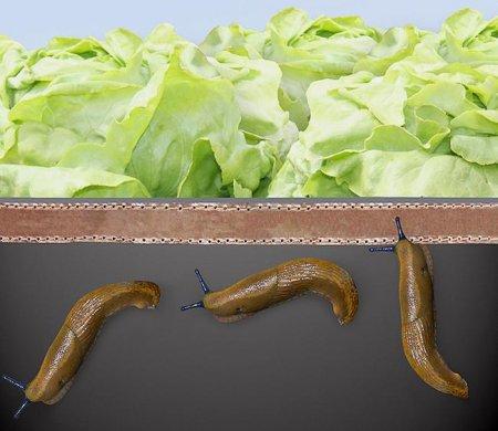 Image du produit Bellissa Butée à vis en plastique/cuivre