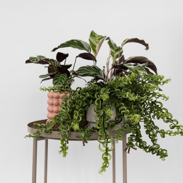 Actual product image Plant in a Box Aeschynantus Twister - Set of 2 Twister Plant (20 cm)