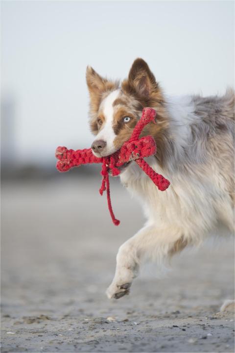 Immagine prodotto Laboni Hugo Hummer (Reperimento, Gioco da masticare per cani, Cucciolata di cane giocattolo)
