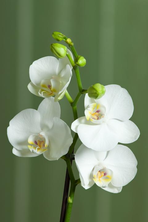 Produktbild Plant in a Box Phalaenopsis Multiflora - Schmetterlingsorchidee (35 cm)
