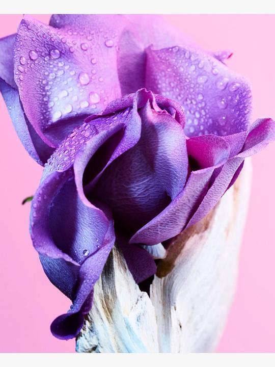 Actual product image Allegra Ma'Magnifica (Eau de parfum)