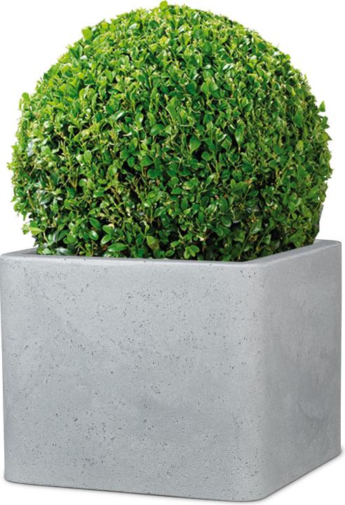 Produktbild Scheurich Alea (29.50 cm)