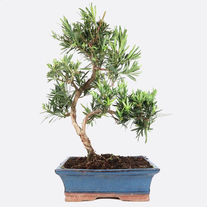 Produktbild Bonsai.ch Podocarpus Steineibe cm