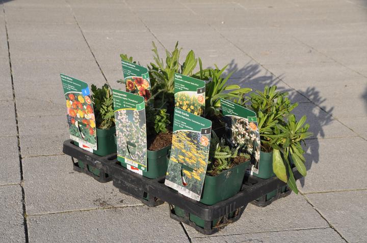 Image du produit Frikarti Ensemble de bloomers permanents