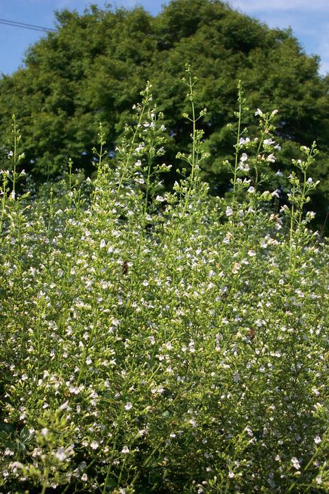 Image du produit Frikarti Ensemble de bloomers permanents