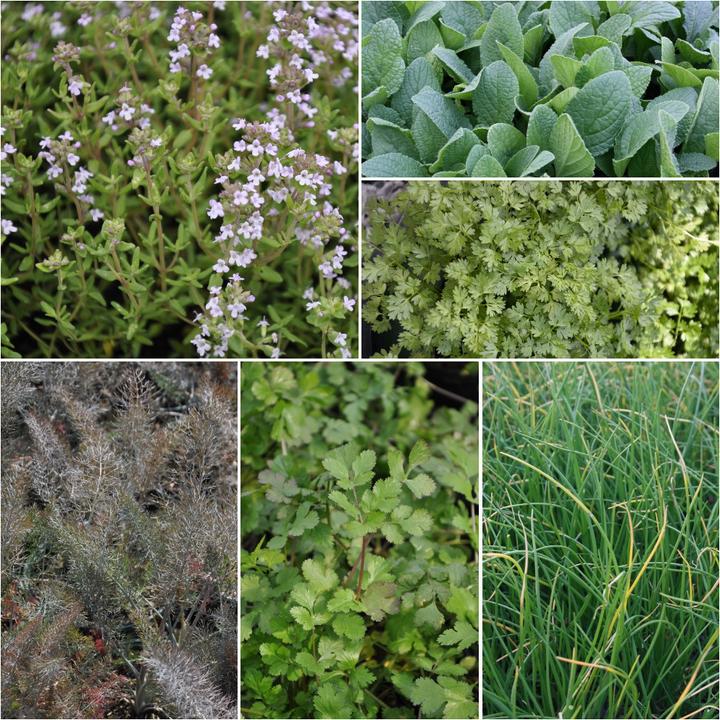 Image du produit Frikarti Ensemble de jardin potager