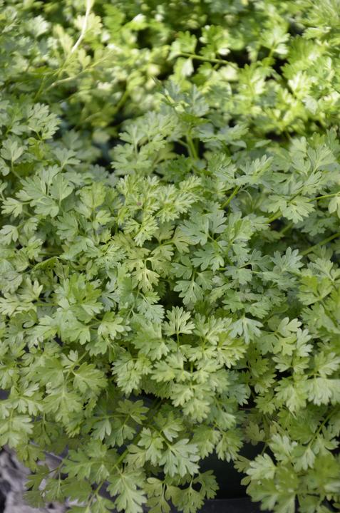 Image du produit Frikarti Ensemble de jardin potager