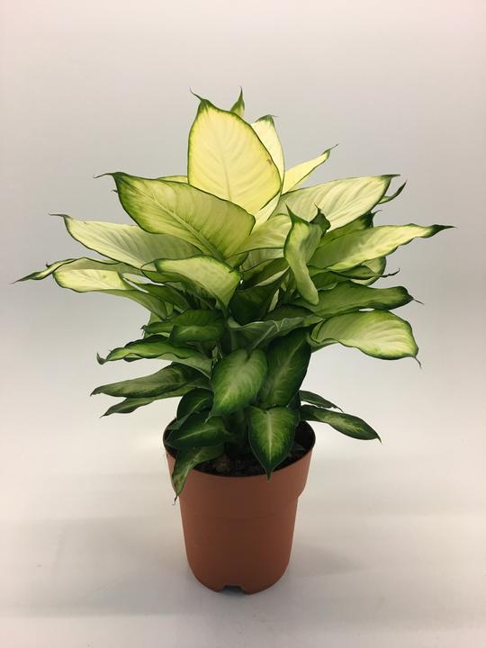 Rutishauser Blumen Stile estivo Diffenbachia (50 cm)