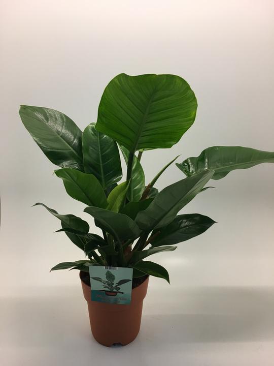 Immagine prodotto Rutishauser Philodendron (60 cm)