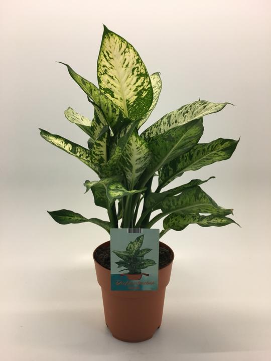 Image du produit Rutishauser Blumen Diffenbachia Sublime (60 cm)