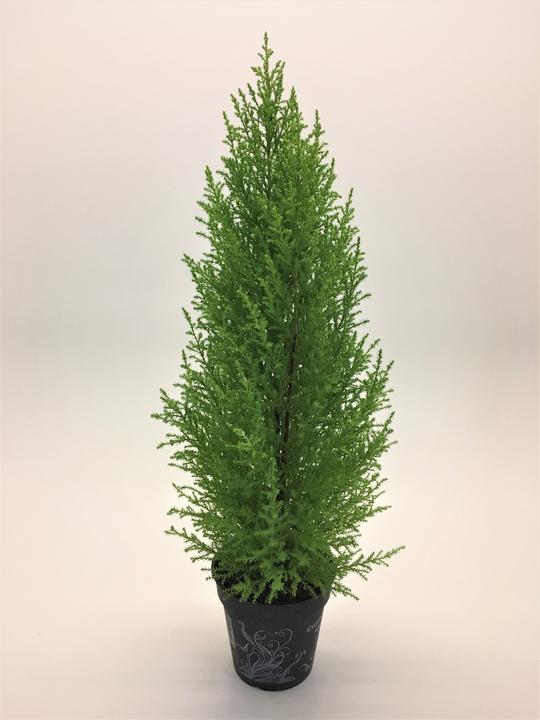 Image du produit Rutishauser Blumen Cupressus macrocarpa (55 cm)