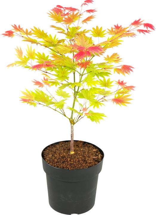 Immagine prodotto Plant in a Box Acer palmatum 'Moonrise' - Acero (40 cm)