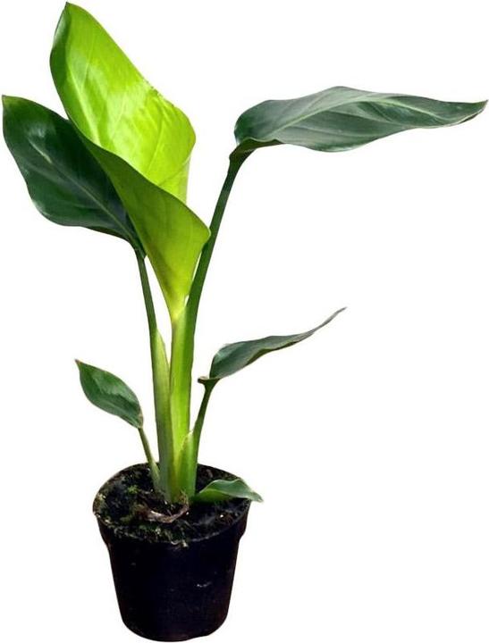 Plantlovers Strelitzia Nicolai (Baumstrelitzie) (30 cm, Freshly repotted)