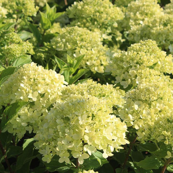 Actual product image Zulauf Zwerg-Rispen-Hortensie / Hydrangea pan. 'Little Lime' (30 cm)