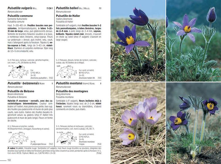Produktbild Flora Helvetica - Flore illustrée de Suisse (Französisch, Gerhart Wagner, Konrad Lauber, Andreas Gygax, Ernest Gfeller, Anne-Laure Maire, 2024)