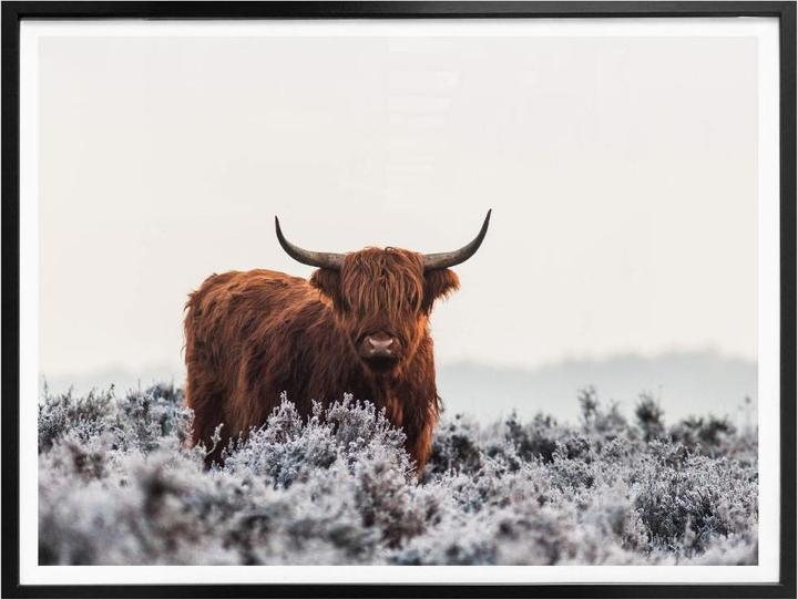 Immagine prodotto Trenddeko van den Helm - Highlander (30 x 24 cm)