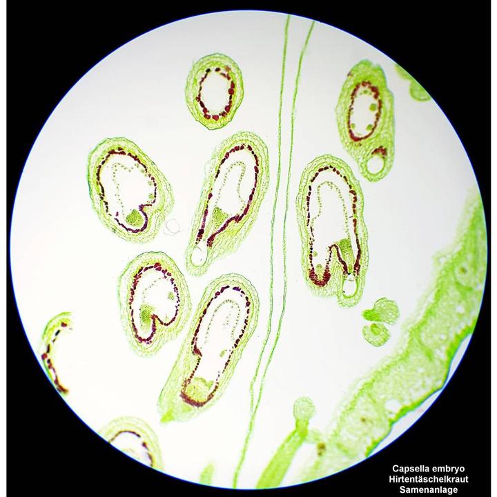 Actual product image Bresser Optik Science TFM-201 Bino transmitted light microscope Binocular 1000 x transmitted light
