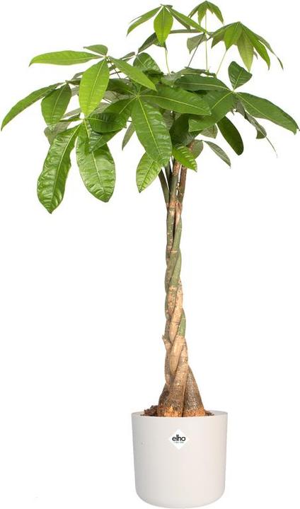 Produktbild Elho B.for soft (34.50 cm)
