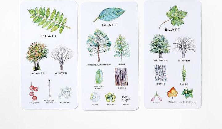 Actual product image 441678 - Baum-Wissen - Card game, 1+ players, ages 8+ (DE edition) (German)
