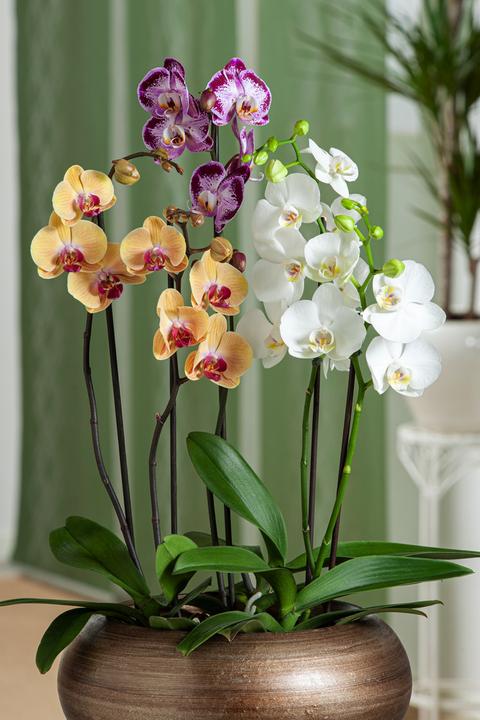 Produktbild Plant in a Box Phalaenopsis Multiflora - Schmetterlingsorchidee (35 cm)