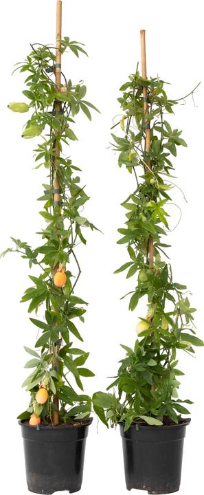 Produktbild Plant in a Box Passiflora caerulea - 2er-Set Passionsblume (110 cm)
