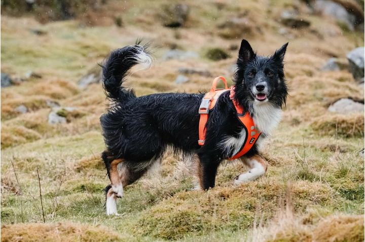 Produktbild Hurtta Geschirr Weekend Warrior (XS, Hund, Allgemein)