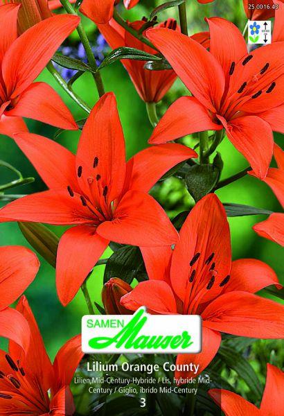 Produktbild Samen Mauser Lilien Avignon Lilium Mid-Century-Hybriden (Blumensamen)