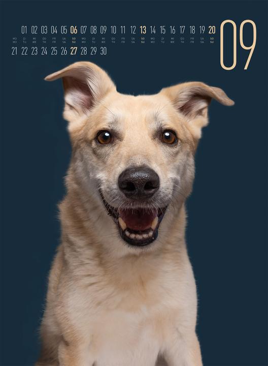 Produktbild Frei Schnauze - Kalender 2026 (33 x 45 cm, Harter Einband, Englisch, Deutsch)