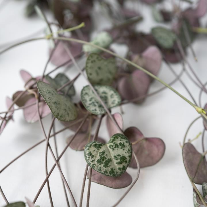 Actual product image Plant in a Box Ceropegia linearis Woodii - sinker chain heart leaf (30 cm)