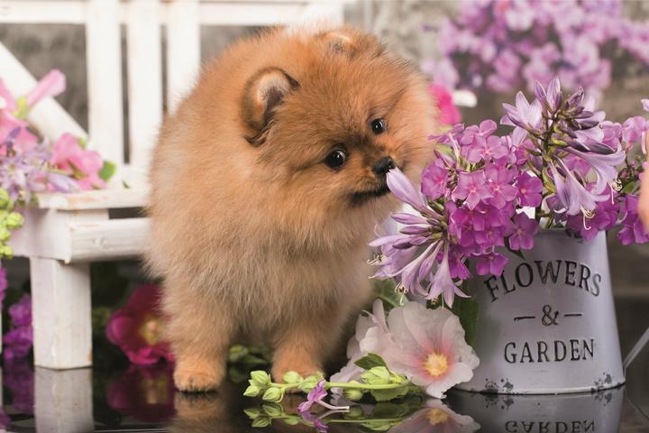 Produktbild Trefl Puzzle Cute Animals: Neugieriges Hündchen 54 Teile (54 Teile)