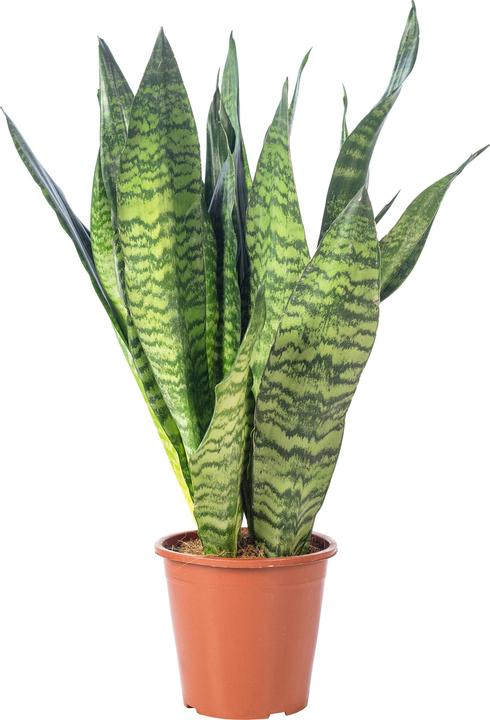 Produktbild Flowerbox Bogenhanf - Sansevieria zeylanica (65 cm)