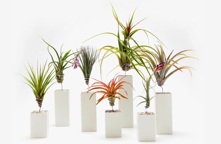 Produktbild Plant in a Box Tillandsia - 3er Mischung Tillandsien auf dekorativen Spirale (5 cm)