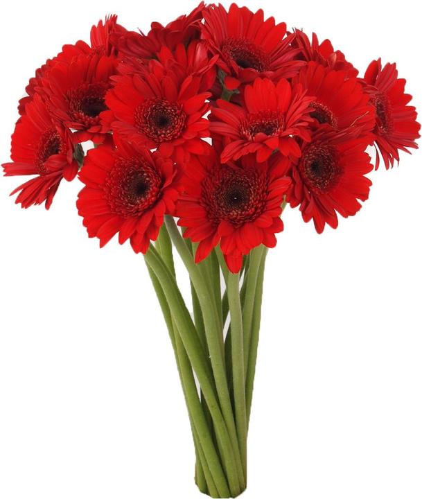 Image du produit Floramall Germini rouge 20 pièces (Fleurs coupées)