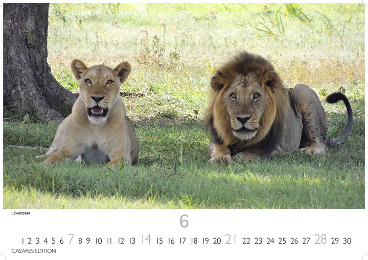 Produktbild Big Cats 2026 S 24x35cm (24 x 35 cm, Deutsch)